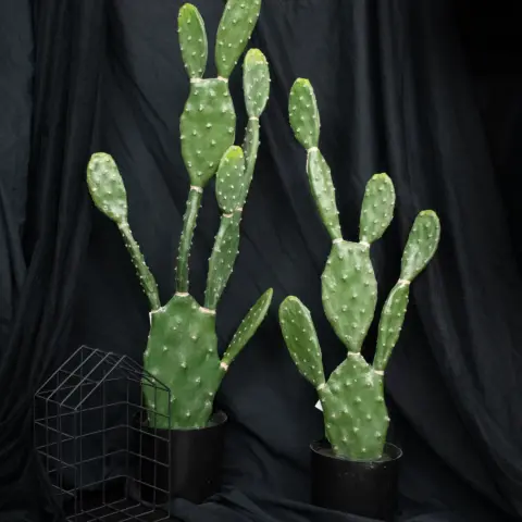 Artificial Plant Engard Cactus, 75 cm