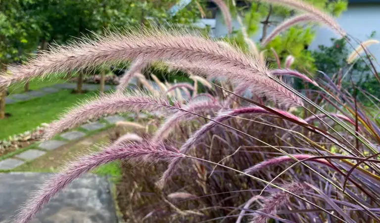 Low-maintenance plants for planters: greenery that withstands heat, wind, and sun